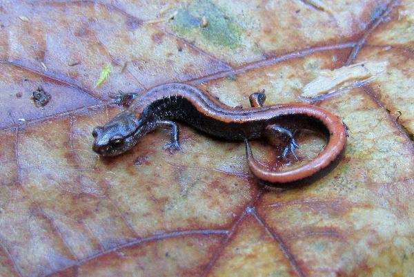 Photo of Plethodon vehiculum by Val George